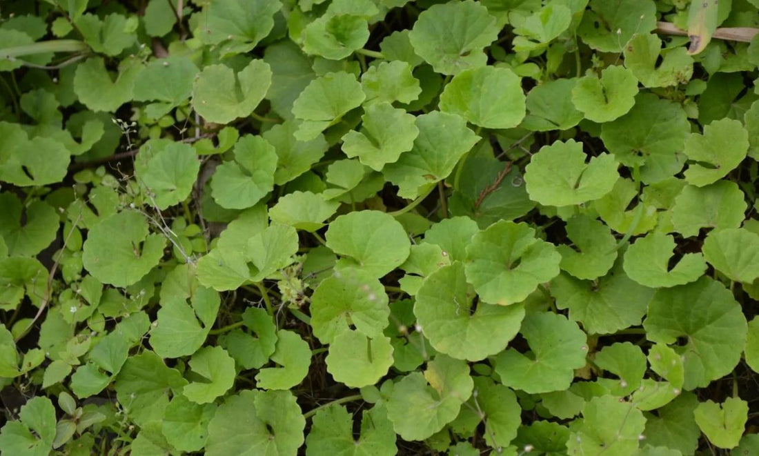 Brahmi Benefits Usage Doses