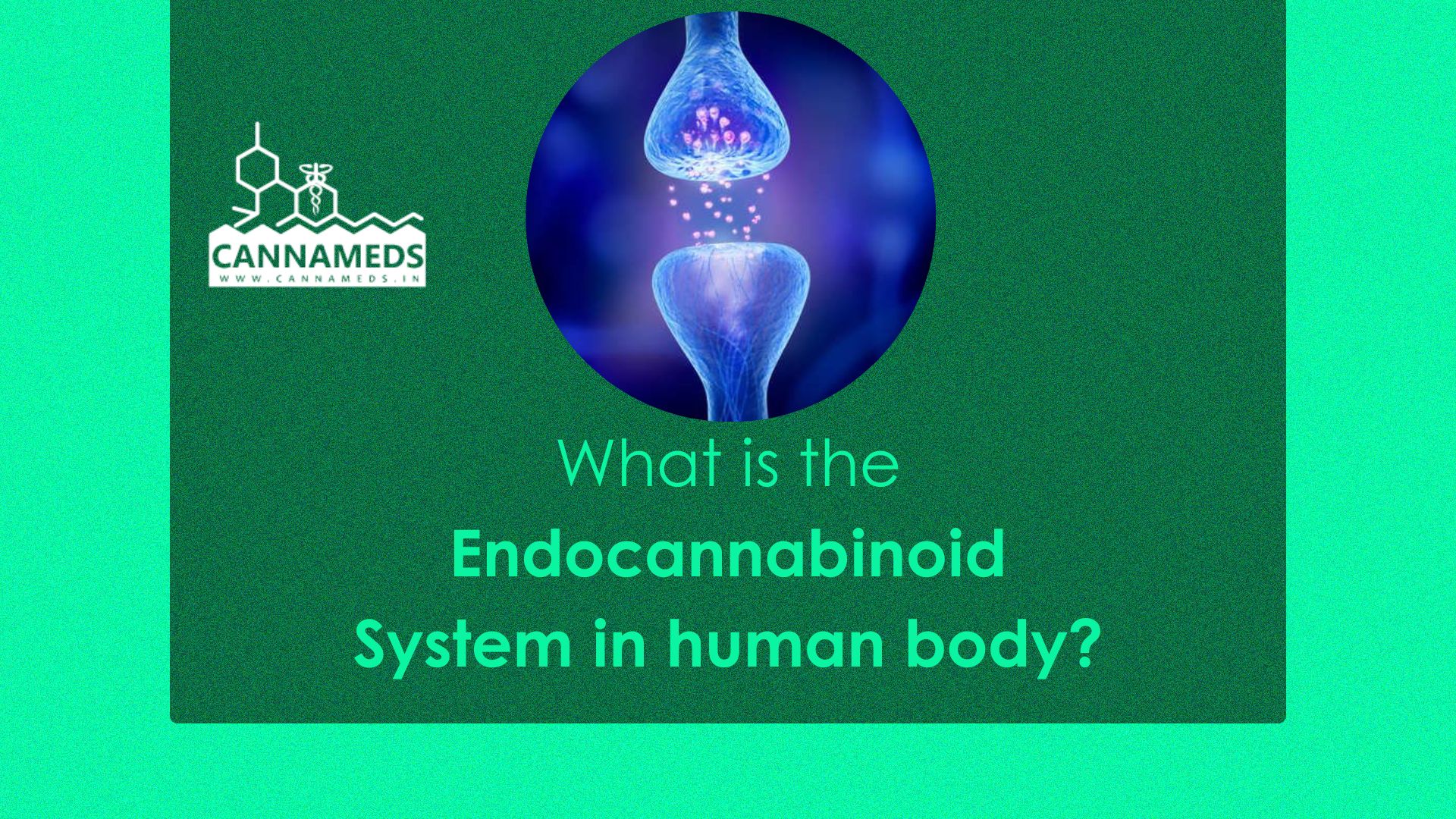 what-is-the-endocannabinoid-system-in-human-body-what-does-it-do