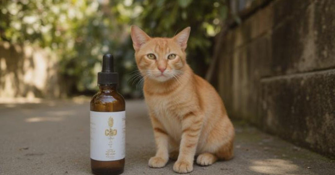 CBD for Cats with Tumors & Cancer