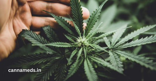 Top Benefits & Side Effects of Cannabis: Health & Safety Guide