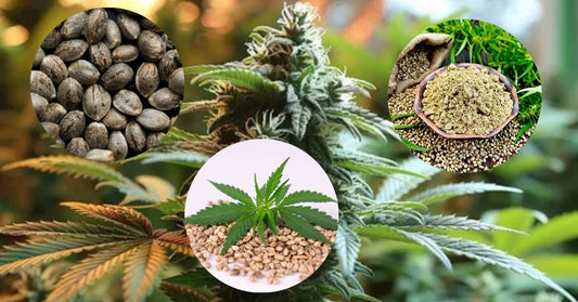 Cannabis Seeds in India