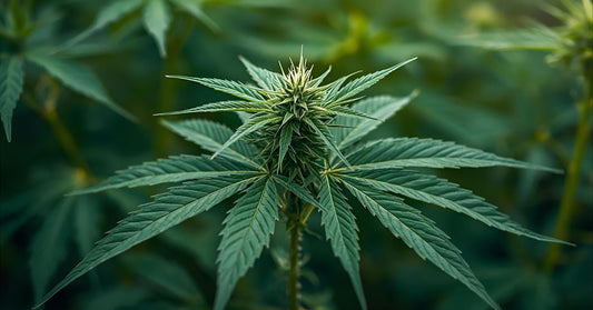Hemp in India