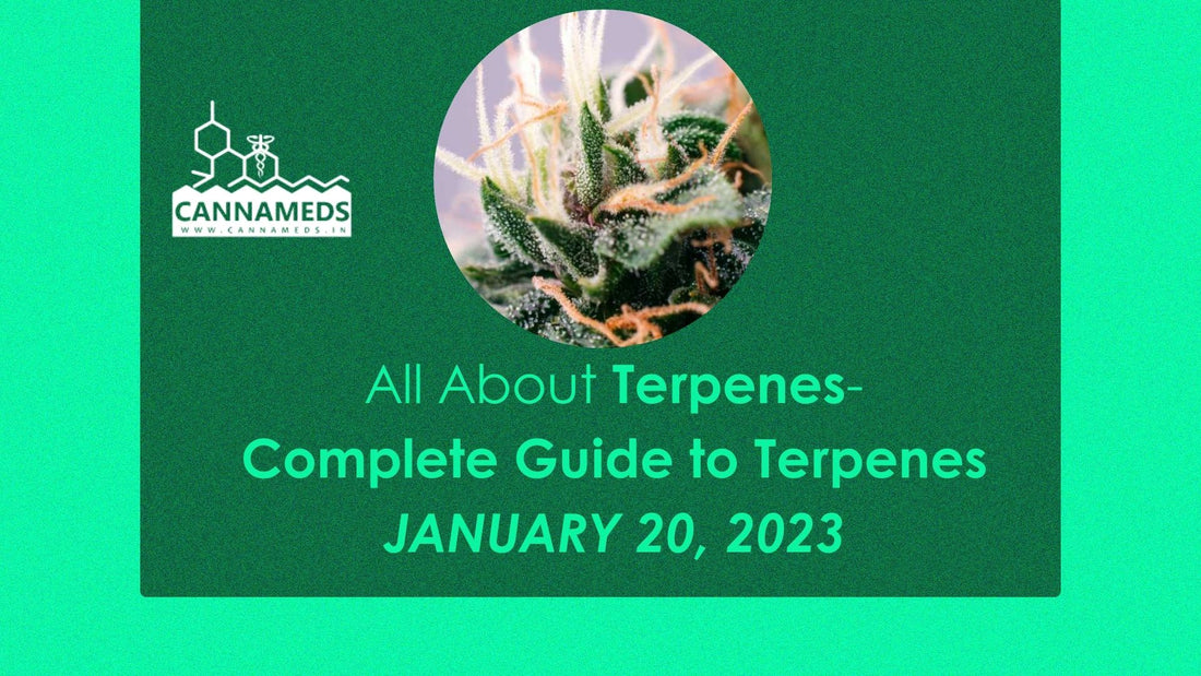 Complete Guide to Terpenes