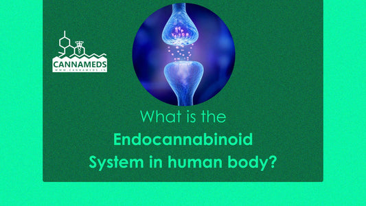 Endocannabinoid System in human bod