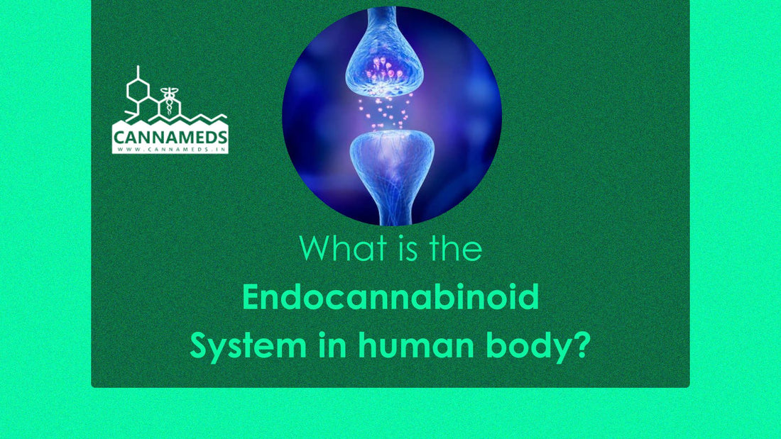 What is the Endocannabinoid System in human body? what does it do?